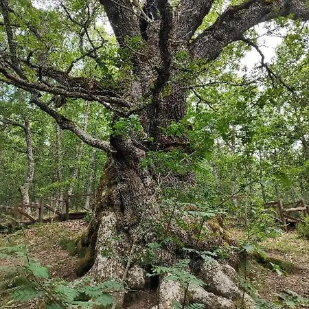 Lantställe Casa Simon *